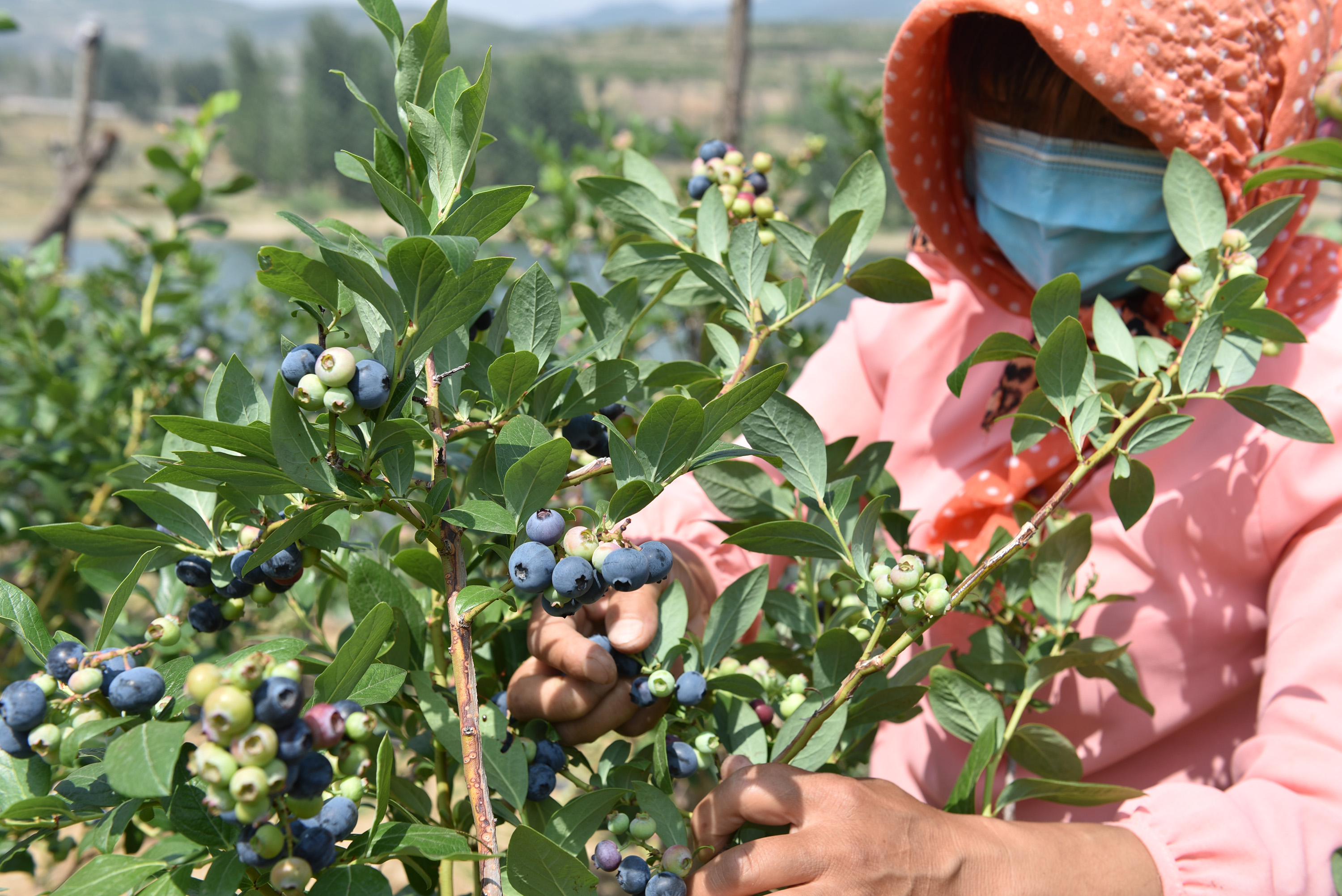 6ǰڷ紴ҵֵĴ£ʼֲݮʱһׯڵĴͲ֪ʲôݮ֪ݮǮµܶ񶼳̬ȡͼΪݮ԰ժ