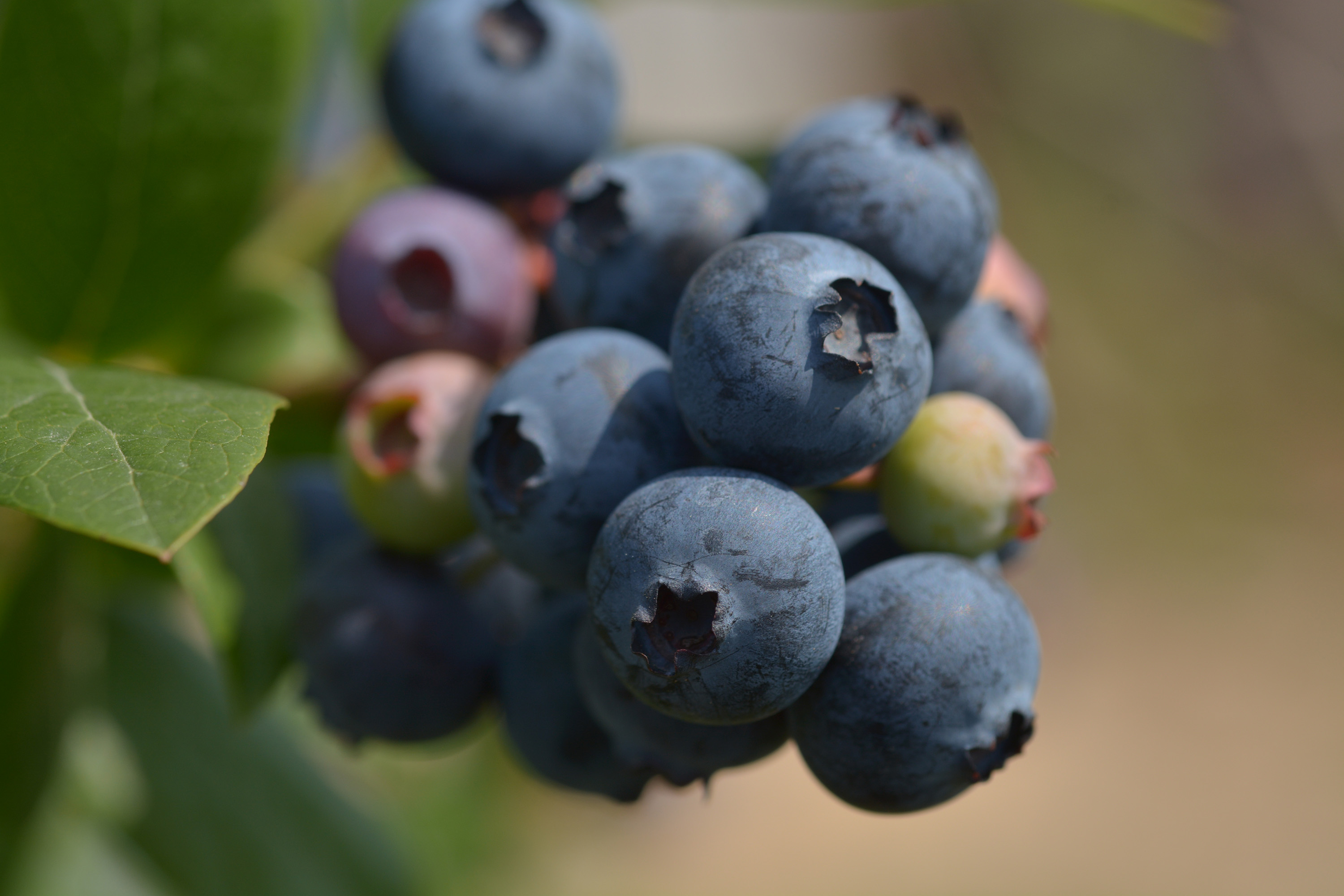 ֣ൺ꣬ʶ㣬˲ݮൺȳУ6ǰһﶼ߰ʮԪ˵ʱҲԱ磬һչݮֲׯǿӣһԡͼΪժݮ