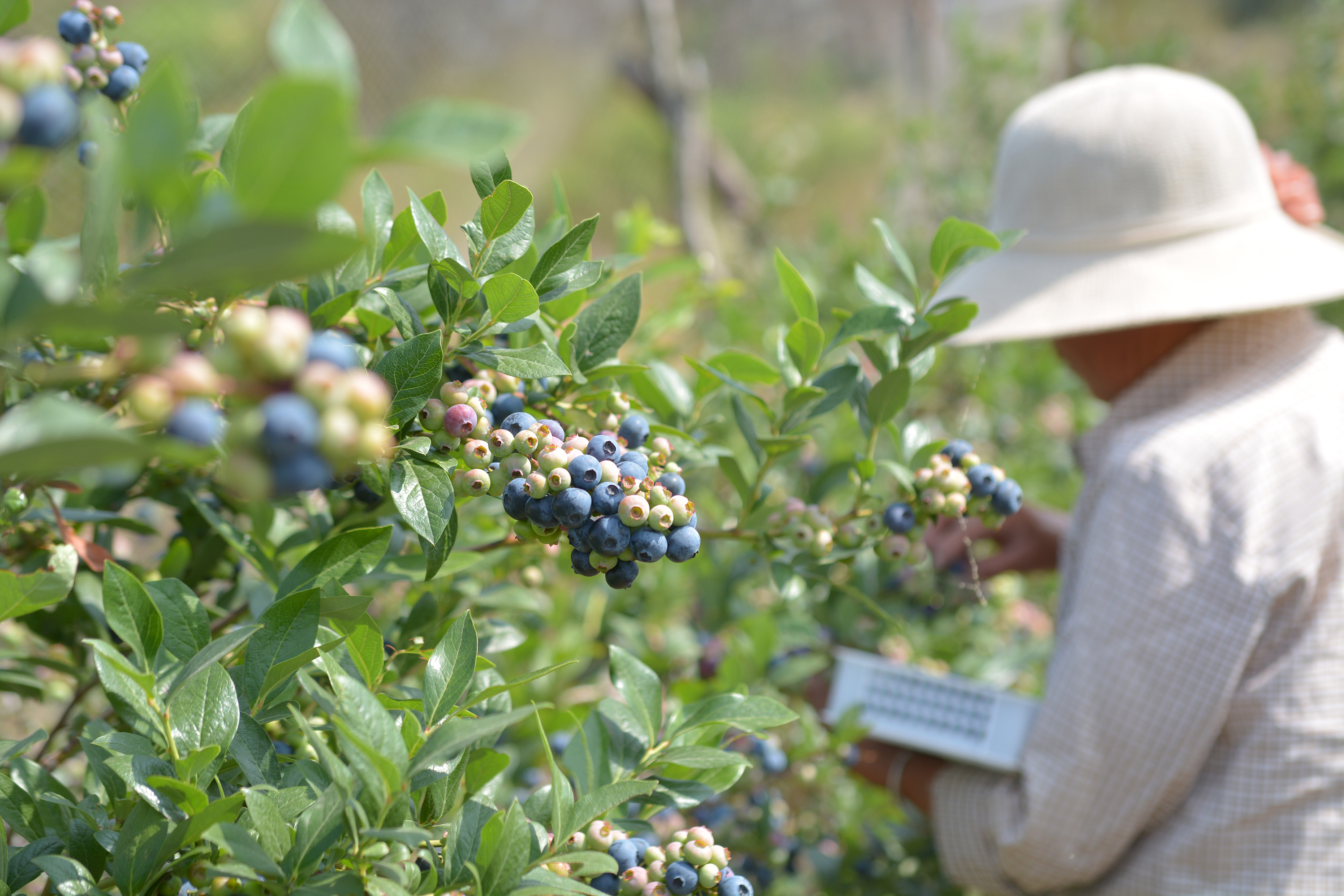 ʼʱҲûбϣֻǾܹׯǿˡֲݮ󣬵ʢڣǰû档ͼΪݮ԰ժ