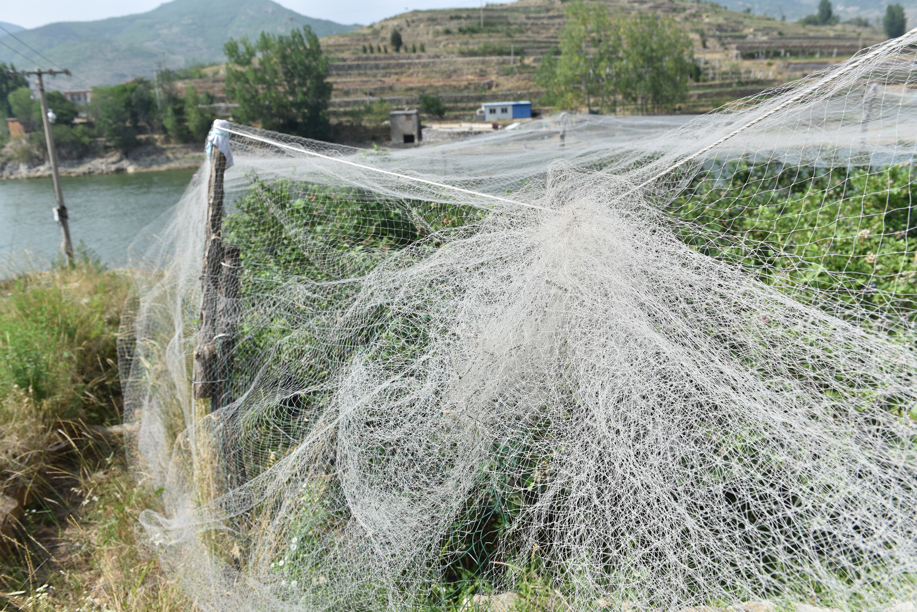 ʱ˵㵱ׯˣÿ궼յʳǮԼˡݮû룬ǽ˹ӺܻܲǮδ֪ͼΪݮ԰ϿոŰɫӣֹݮ