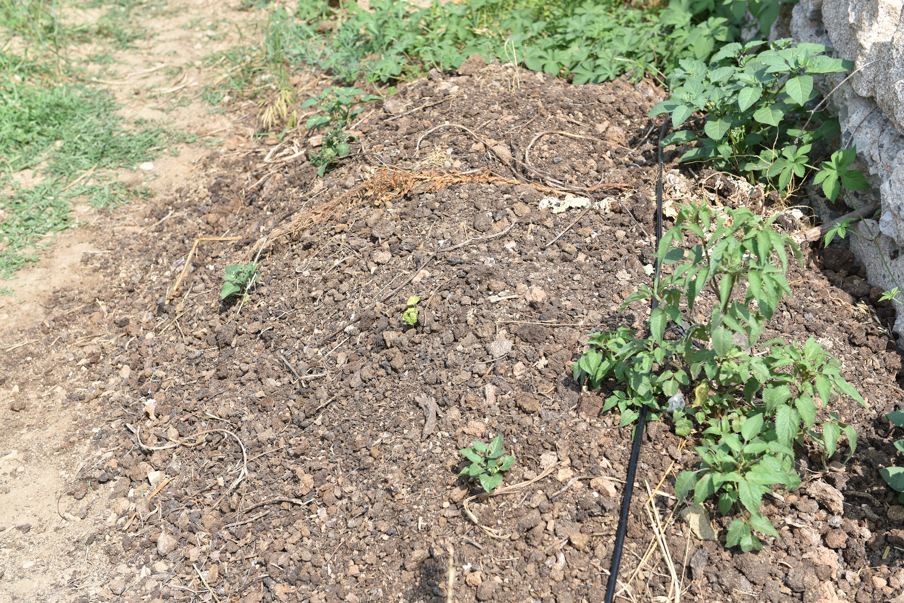 룬ʲôиʱ䣬ֵ˼ˣݮг۸񶼺ܺãʢںһպļֲָʹûʣũҩʹӷʺлʹͼΪ׼ӷʡ