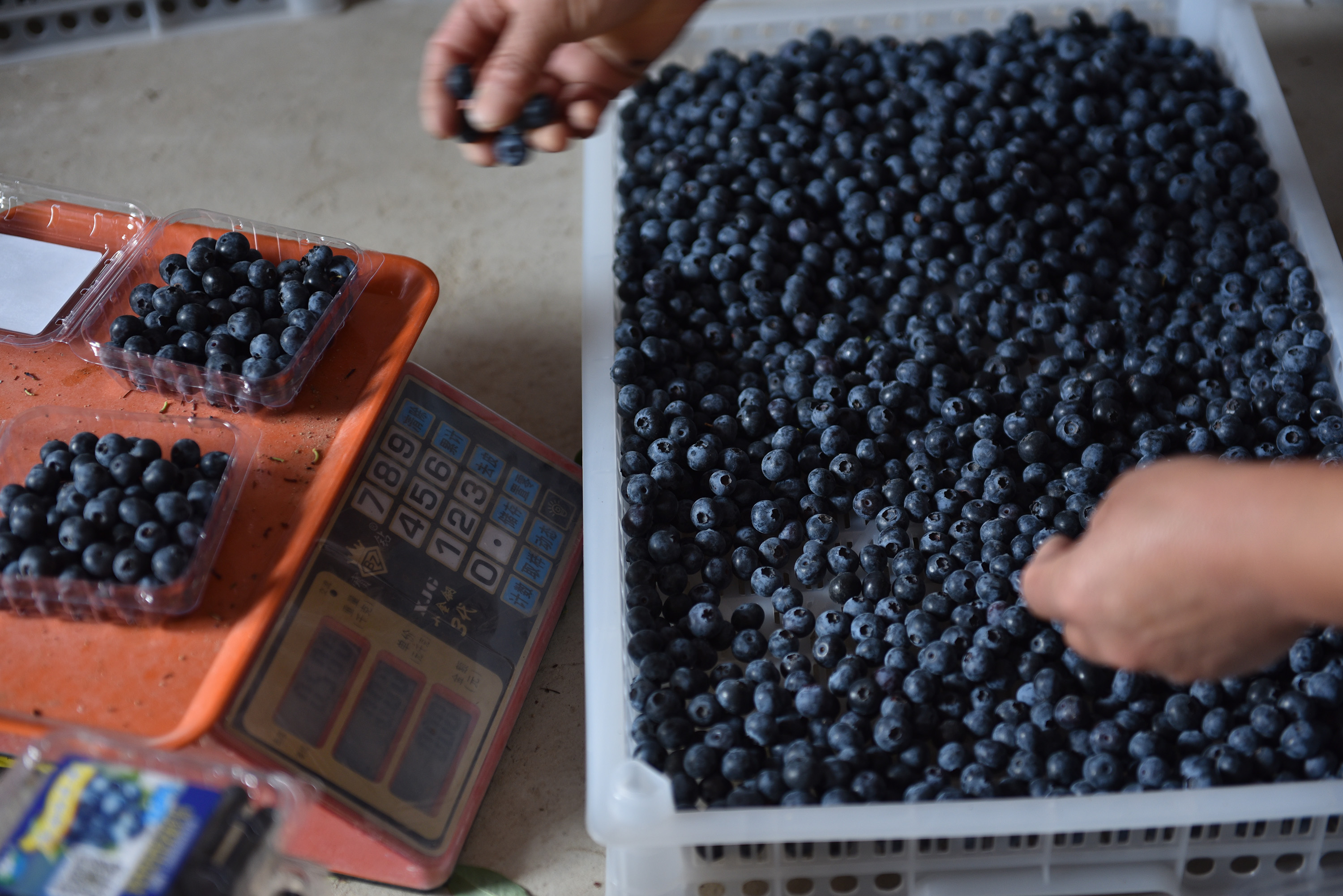 ʢں󣬵ࡣ˵źֲݮȽʡģмָݮгۻգʱгۣͲ·ƻӵȣջڵȥǳࡣͼΪ繤Աݮ