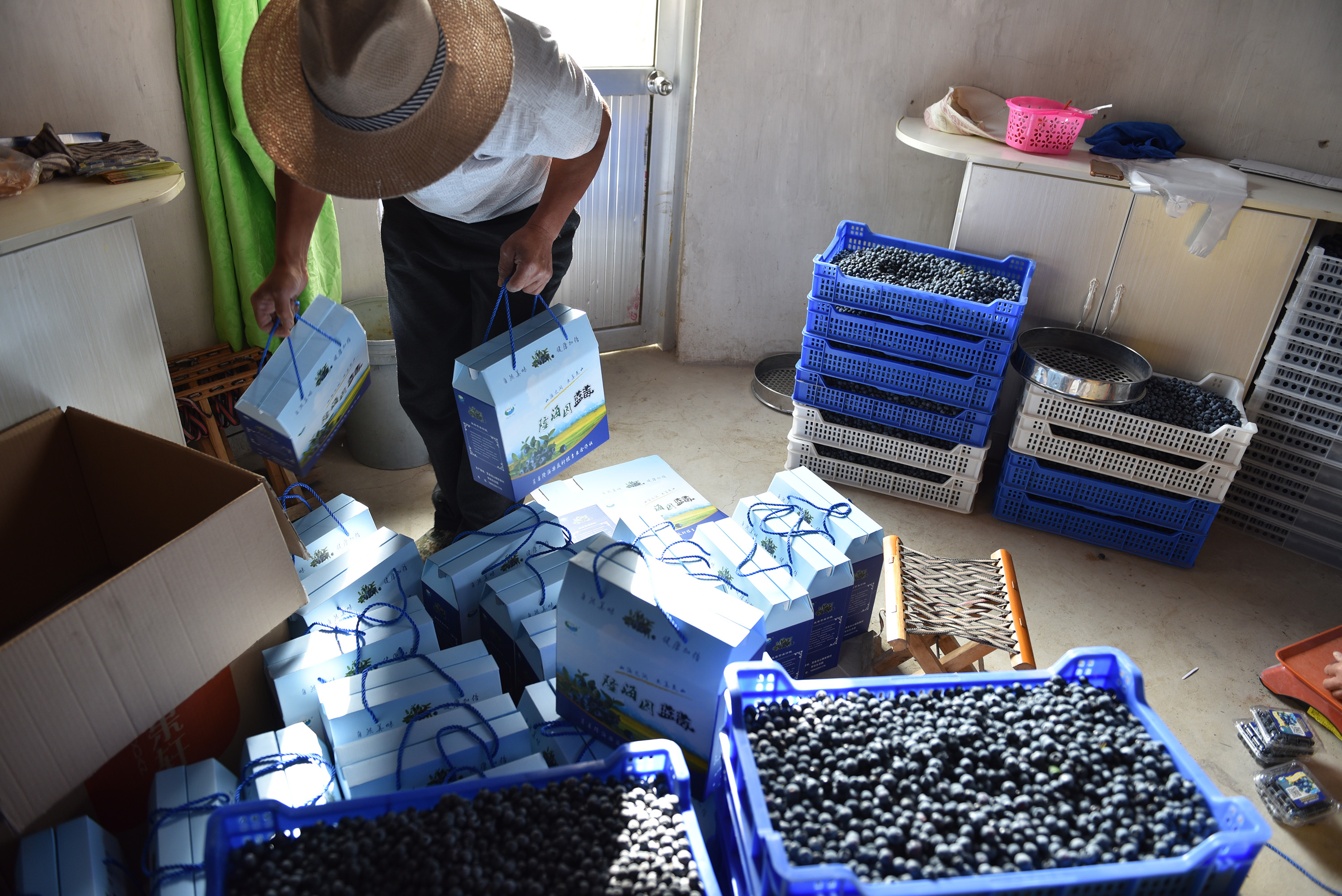 ˵ȽϿɹۺ󣬺ܶҲʼֲݮõĻÿĶ3000ݮͰƽ10ԪһĻҲԪ롣гʼеʱÿ30ԪңȽϿɹۡͼΪ繤Աڰװݮ