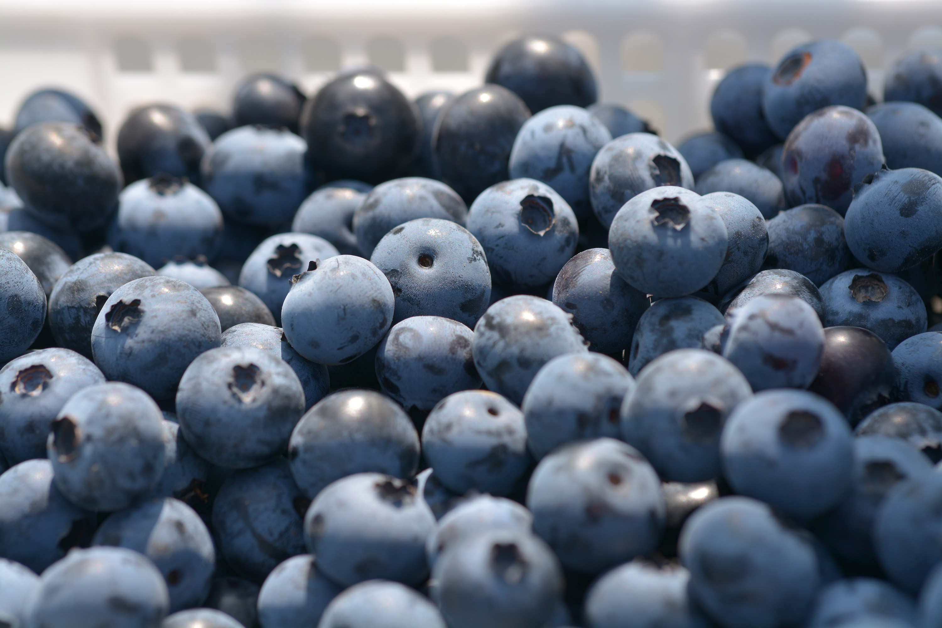 ÿ6ѮʼУݮժ40ҡοŲժ⣬˼һժݮõгȥֱӴͷ͵ˡͼΪջݮ