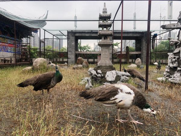 安徽墓地老板博物馆里开酒店 养巨型娃娃鱼和孔雀