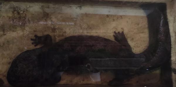 安徽墓地老板博物馆里开酒店 养巨型娃娃鱼和孔雀