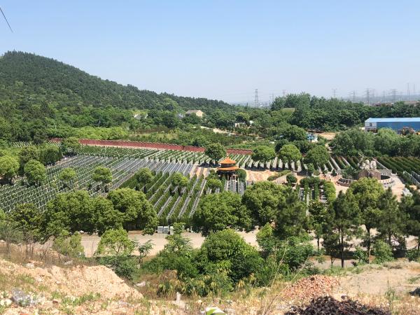 安徽墓地老板博物馆里开酒店 养巨型娃娃鱼和孔雀